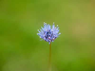 蓝花选焦摄影